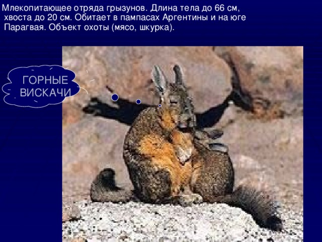  Млекопитающее отряда грызунов. Длина тела до 66 см, хвоста до 20 см. Обитает в пампасах Аргентины и на юге Парагвая. Объект охоты (мясо, шкурка). ГОРНЫЕ ВИСКАЧИ 