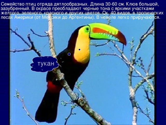  Семейство птиц отряда дятлообразных. Длина 30-60 см. Клюв большой, зазубренный. В окрасе преобладают черные тона с яркими участками желтого, зеленого, красного и других цветов. Ок. 40 видов, в тропических лесах Америки (от Мексики до Аргентины). В неволе легко приручаются. тукан 