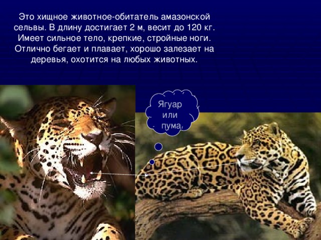 Это хищное животное-обитатель амазонской сельвы. В длину достигает 2 м, весит до 120 кг. Имеет сильное тело, крепкие, стройные ноги. Отлично бегает и плавает, хорошо залезает на деревья, охотится на любых животных.   Ягуар или пума 