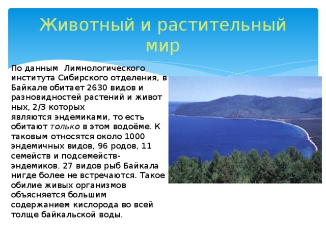 Животный и растительный мир По данным  Лимнологического института Сибирского отделения, в Байкале обитает 2630 видов и разновидностей растений и животных, 2/3 которых являются эндемиками, то есть обитают  только  в этом водоёме. К таковым относятся около 1000 эндемичных видов, 96 родов, 11 семейств и подсемейств-эндемиков. 27 видов рыб Байкала нигде более не встречаются. Такое обилие живых организмов объясняется большим содержанием кислорода во всей толще байкальской воды. 