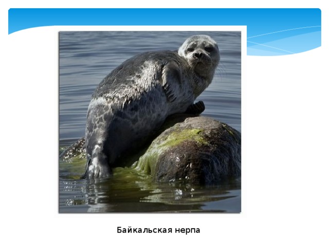 Байкальская нерпа 