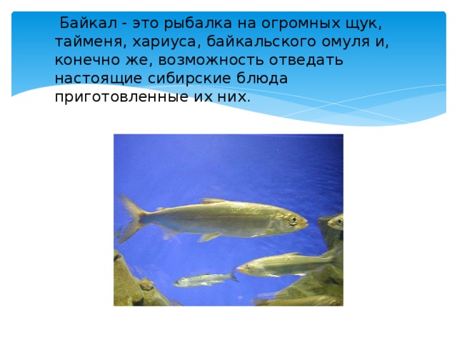  Байкал - это рыбалка на огромных щук, тайменя, хариуса, байкальского омуля и, конечно же, возможность отведать настоящие сибирские блюда приготовленные их них. 
