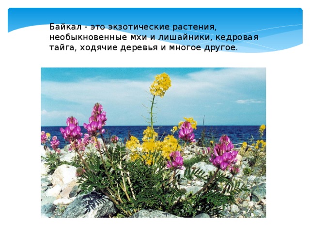 Байкал - это экзотические растения, необыкновенные мхи и лишайники, кедровая тайга, ходячие деревья и многое другое. 