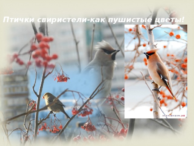 Птички свиристели-как пушистые цветы! 