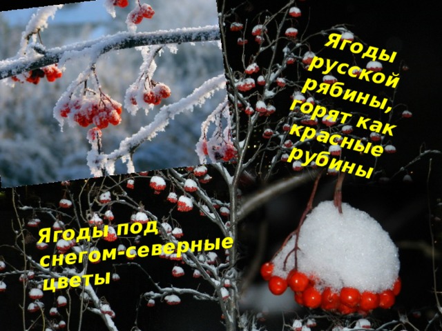 Ягоды русской рябины, горят как красные рубины Ягоды под снегом-северные цветы 