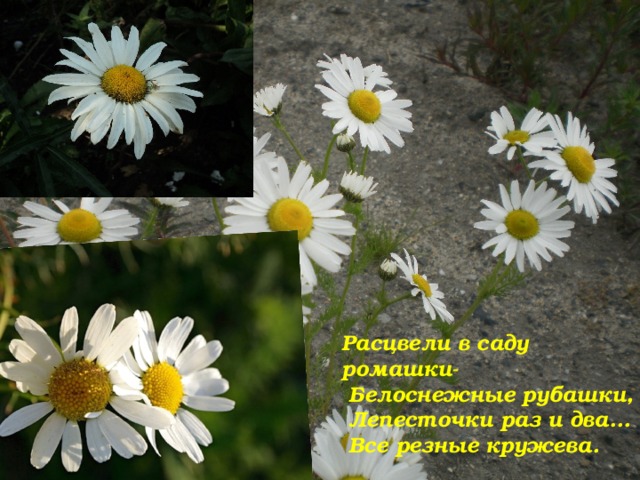 Расцвели в саду ромашки-  Белоснежные рубашки,  Лепесточки раз и два...  Все резные кружева. 
