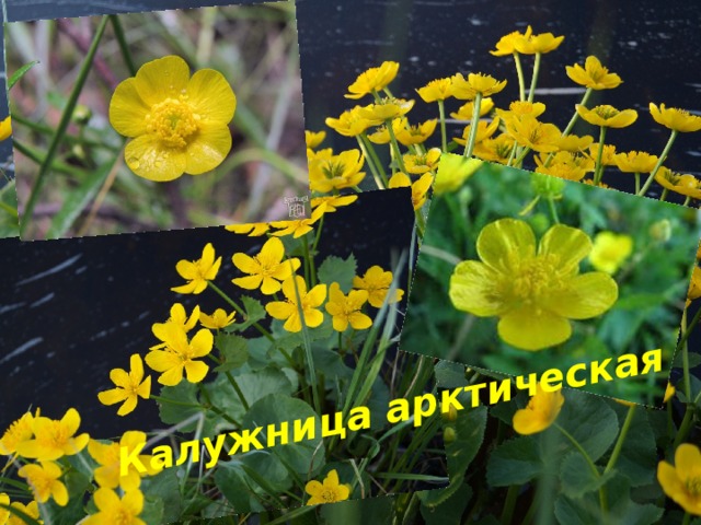 Калужница арктическая 