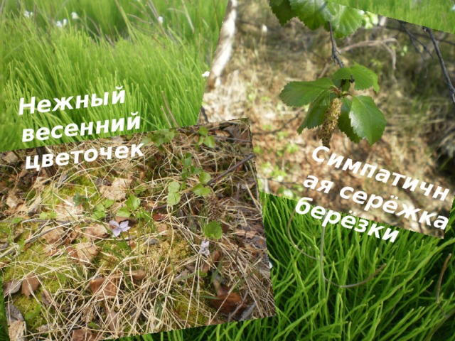 Симпатичная серёжка берёзки Нежный весенний цветочек 