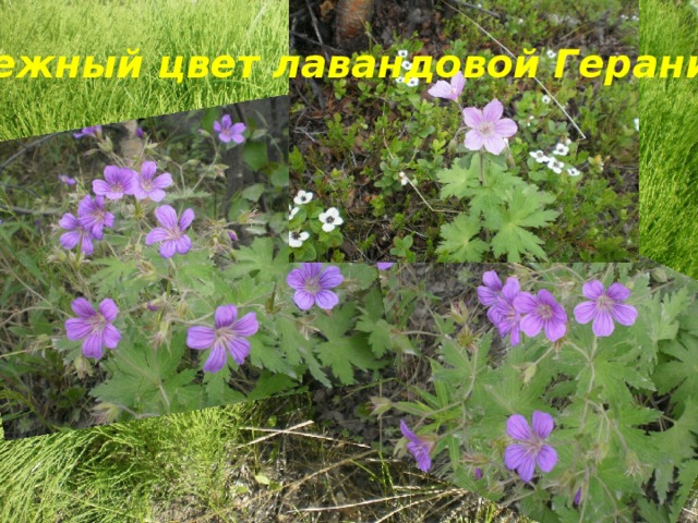 Нежный цвет лавандовой Герани 