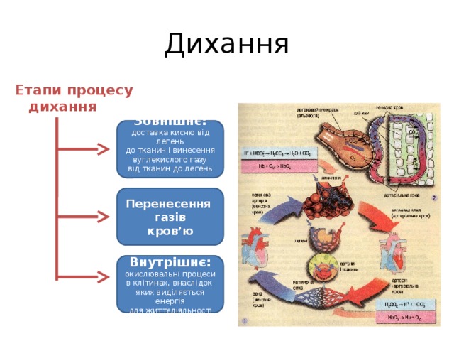 Дихання Етапи процесу дихання Зовнішнє: доставка кисню від легень до тканин і винесення вуглекислого газу від тканин до легень Перенесення газів кров’ю Внутрішнє: окислювальні процеси в клітинах, внаслідок яких виділяється енергія для життєдіяльності 