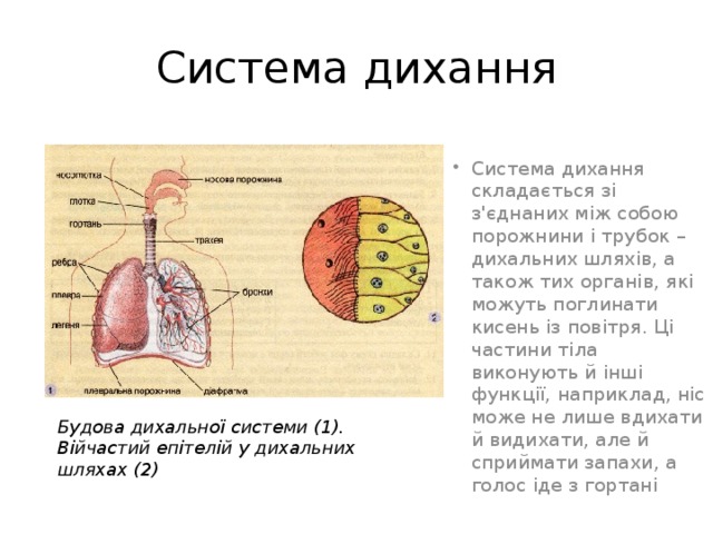 Система дихання Система дихання складається зі з'єднаних між собою порожнини і трубок – дихальних шляхів, а також тих органів, які можуть поглинати кисень із повітря. Ці частини тіла виконують й інші функції, наприклад, ніс може не лише вдихати й видихати, але й сприймати запахи, а голос іде з гортані Будова дихальної системи (1). Війчастий епітелій у дихальних шляхах (2) 