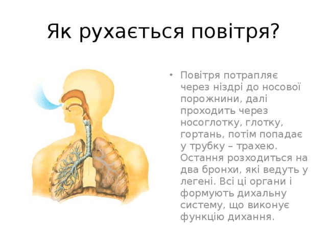 Як рухається повітря? Повітря потрапляє через ніздрі до носової порожнини, далі проходить через носоглотку, глотку, гортань, потім попадає у трубку – трахею. Остання розходиться на два бронхи, які ведуть у легені. Всі ці органи і формують дихальну систему, що виконує функцію дихання. 