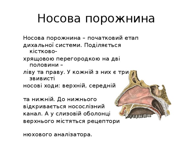 Носова порожнина Носова порожнина – початковий етап дихальної системи. Поділяється кістково- хрящовою перегородкою на дві половини – ліву та праву. У кожній з них є три звивисті носові ходи: верхній, середній та нижній. До нижнього відкривається носослізний канал. А у слизовій оболонці верхнього містяться рецептори нюхового аналізатора. 
