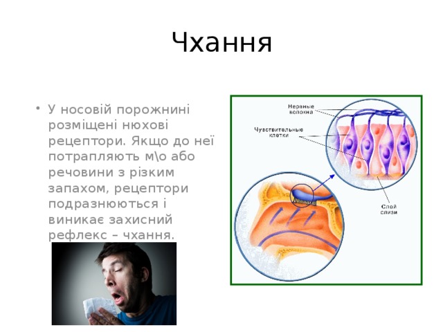 Чхання У носовій порожнині розміщені нюхові рецептори. Якщо до неї потрапляють м\о або речовини з різким запахом, рецептори подразнюються і виникає захисний рефлекс – чхання. 