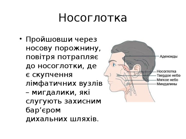 Носоглотка Пройшовши через носову порожнину, повітря потрапляє до носоглотки, де є скупчення лімфатичних вузлів – мигдалики, які слугують захисним бар’єром дихальних шляхів. 
