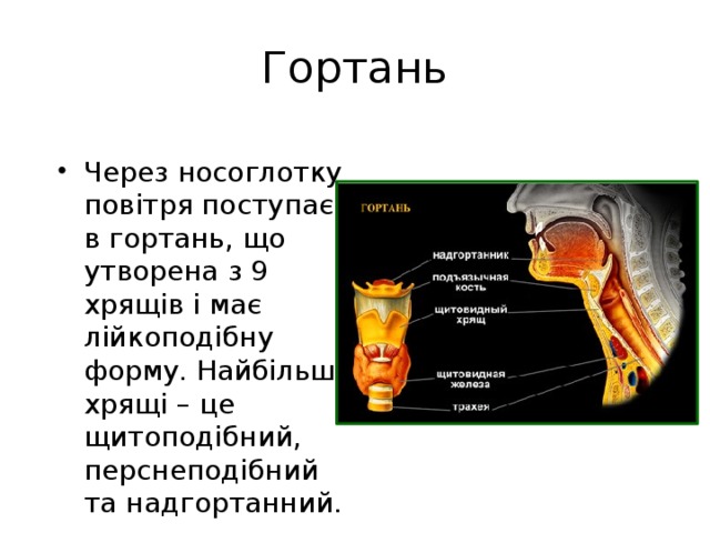 Гортань Через носоглотку повітря поступає в гортань, що утворена з 9 хрящів і має лійкоподібну форму. Найбільші хрящі – це щитоподібний, перснеподібний та надгортанний. 