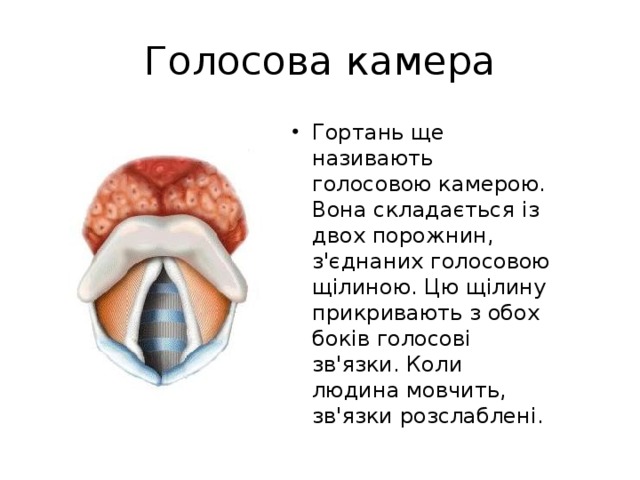 Голосова камера Гортань ще називають голосовою камерою. Вона складається із двох порожнин, з'єднаних голосовою щілиною. Цю щілину прикривають з обох боків голосові зв'язки. Коли людина мовчить, зв'язки розслаблені. 