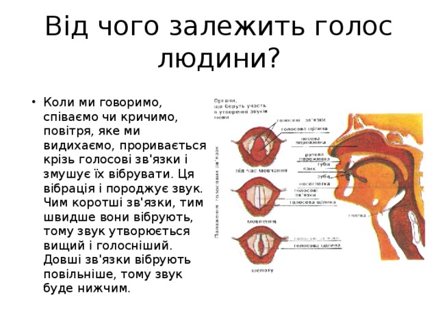 Від чого залежить голос людини? Коли ми говоримо, співаємо чи кричимо, повітря, яке ми видихаємо, проривається крізь голосові зв'язки і змушує їх вібрувати. Ця вібрація і породжує звук. Чим коротші зв'язки, тим швидше вони вібрують, тому звук утворюється вищий і голосніший. Довші зв'язки вібрують повільніше, тому звук буде нижчим. 