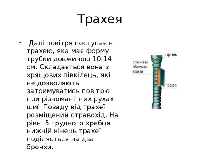 Трахея  Далі повітря поступає в трахею, яка має форму трубки довжиною 10-14 см. Складається вона з хрящових півкілець, які не дозволяють затримуватись повітрю при різноманітних рухах шиї. Позаду від трахеї розміщений стравохід. На рівні 5 грудного хребця нижній кінець трахеї поділяється на два бронхи. 