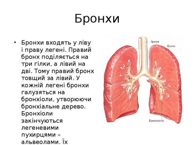 Бронхи Бронхи входять у ліву і праву легені. Правий бронх поділяється на три гілки, а лівий на дві. Тому правий бронх товщий за лівий. У кожній легені бронхи галузяться на бронхіоли, утворюючи бронхіальне дерево. Бронхіоли закінчуються легеневими пухирцями – альвеолами. Їх нараховують близько 300 млн.  