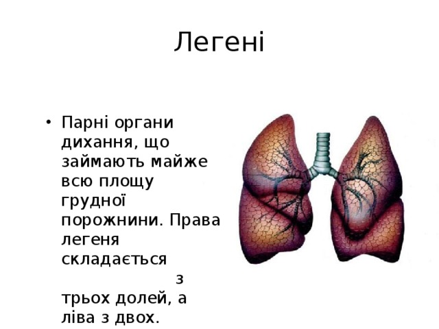 Легені Парні органи дихання, що займають майже всю площу грудної порожнини. Права легеня складається з трьох долей, а ліва з двох. 