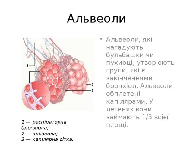 Альвеоли Альвеоли, які нагадують бульбашки чи пухирці, утворюють групи, які є закінченнями бронхіол. Альвеоли обплетені капілярами. У легенях вони займають 1/3 всієї площі. 1 — респіраторна бронхіола; 2 — альвеола; 3 — капілярна сітка. 