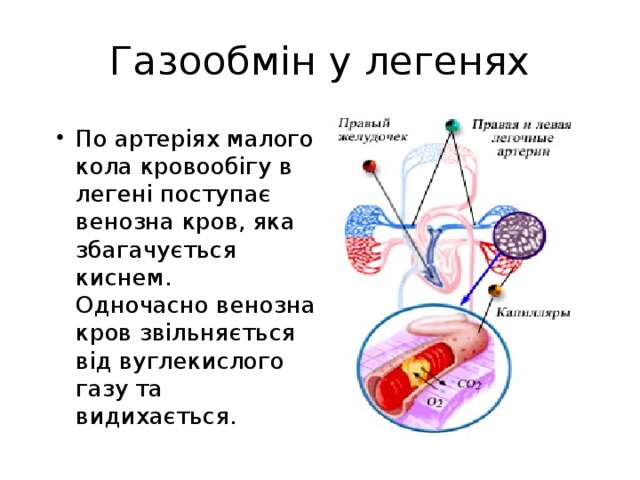 Газообмін у легенях По артеріях малого кола кровообігу в легені поступає венозна кров, яка збагачується киснем. Одночасно венозна кров звільняється від вуглекислого газу та видихається. 