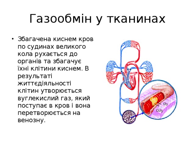 Газообмін у тканинах Збагачена киснем кров по судинах великого кола рухається до органів та збагачує їхні клітини киснем. В результаті життєдіяльності клітин утворюється вуглекислий газ, який поступає в кров і вона перетворюється на венозну. 
