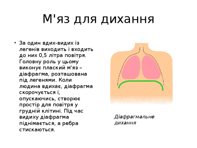 М'яз для дихання За один вдих-видих із легенів виходить і входить до них 0,5 літра повітря. Головну роль у цьому виконує плаский м'яз – діафрагма, розташована під легенями. Коли людина вдихає, діафрагма скорочується і, опускаючись, створює простір для повітря у грудній клітині. Під час видиху діафрагма піднімається, а ребра стискаються. Діафрагмальне дихання 