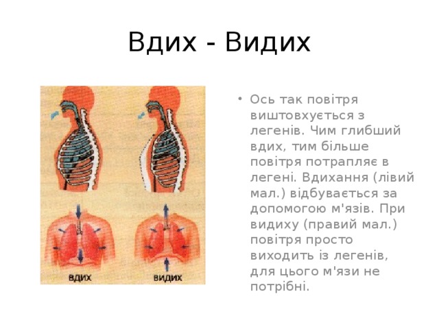 Вдих - Видих Ось так повітря виштовхується з легенів. Чим глибший вдих, тим більше повітря потрапляє в легені. Вдихання (лівий мал.) відбувається за допомогою м'язів. При видиху (правий мал.) повітря просто виходить із легенів, для цього м'язи не потрібні. 