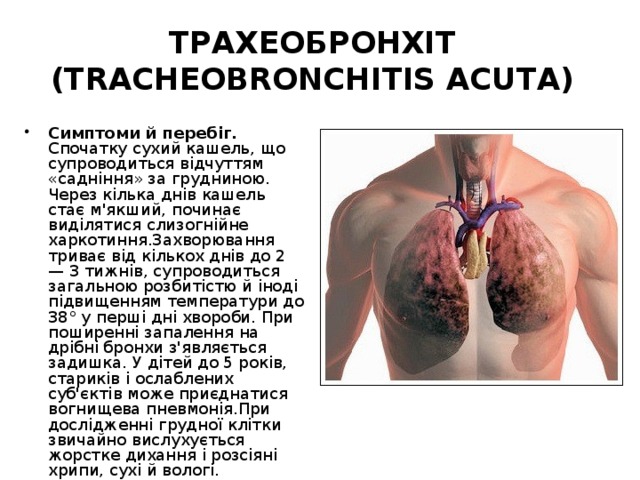 ТРАХЕОБРОНХІТ (TRACHEOBRONCHITIS ACUTА) Симптоми й перебіг. Спочатку сухий кашель, що супроводиться відчуттям «садніння» за грудниною. Через кілька днів кашель стає м'якший, починає виділятися слизогнійне харкотиння.Захворювання триває від кількох днів до 2 — 3 тижнів, супроводиться загальною розбитістю й іноді підвищенням температури до 38° у перші дні хвороби. При поширенні запалення на дрібні бронхи з'являється задишка. У дітей до 5 років, стариків і ослаблених суб'єктів може приєднатися вогнищева пневмонія.При дослідженні грудної клітки звичайно вислухується жорстке дихання і розсіяні хрипи, сухі й вологі. 