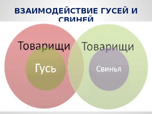 ВЗАИМОДЕЙСТВИЕ ГУСЕЙ И СВИНЕЙ 