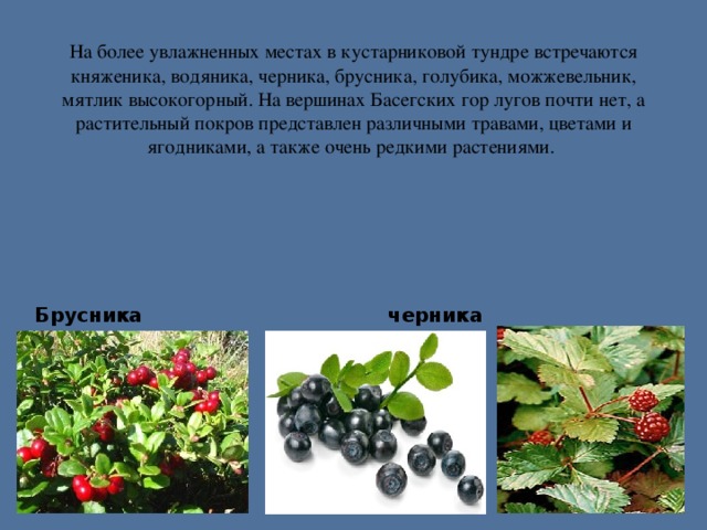 На более увлажненных местах в кустарниковой тундре встречаются княженика, водяника, черника, брусника, голубика, можжевельник, мятлик высокогорный. На вершинах Басегских гор лугов почти нет, а растительный покров представлен различными травами, цветами и ягодниками, а также очень редкими растениями.    Брусника черника княженика