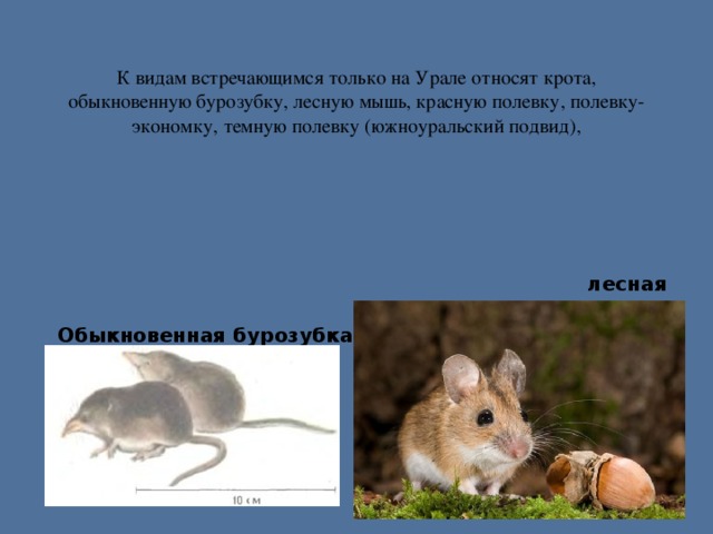 К видам встречающимся только на Урале относят крота, обыкновенную бурозубку, лесную мышь, красную полевку, полевку-экономку, темную полевку (южноуральский подвид),   лесная мышь Обыкновенная бурозубка