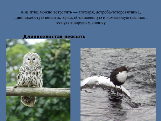 А из птиц можно встретить — глухаря, ястреба-тетеревятника, длиннохвостую неясыть, юрка, обыкновенную и камышовую овсянок, лесную завирушку, оляпку Длиннохвостая неясыть Оляпка