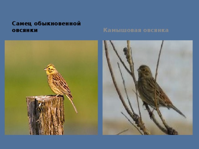 Самец обыкновенной овсянки Камышовая овсянка