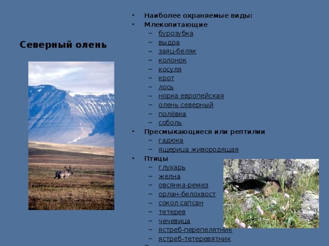 Северный олень