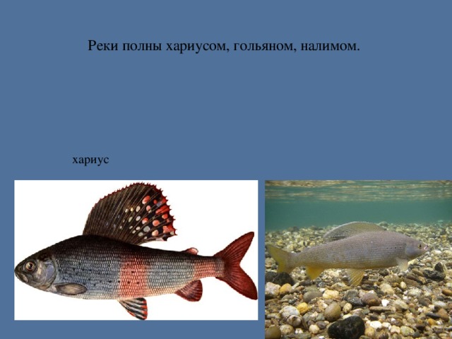 Реки полны хариусом, гольяном, налимом. хариус
