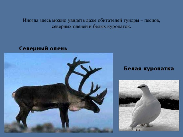 Иногда здесь можно увидеть даже обитателей тундры – песцов, северных оленей и белых куропаток. Северный олень   Белая куропатка