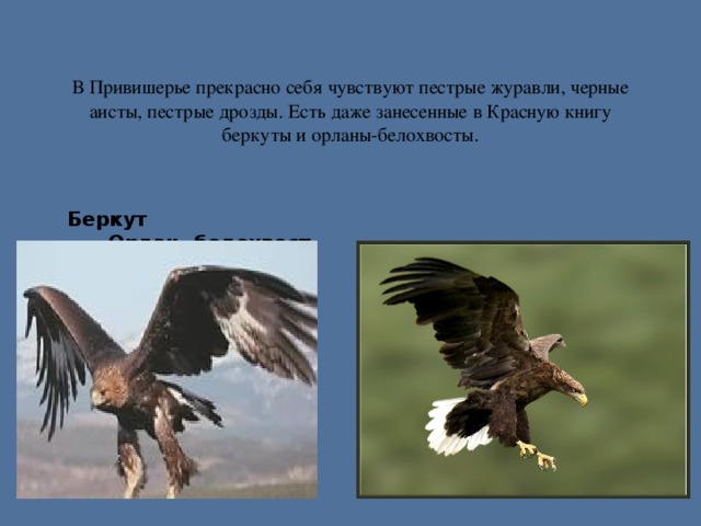 В Привишерье прекрасно себя чувствуют пестрые журавли, черные аисты, пестрые дрозды. Есть даже занесенные в Красную книгу беркуты и орланы-белохвосты. Беркут Орлан- белохвост