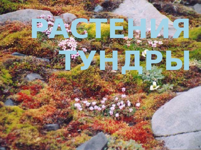 Растения тундры 