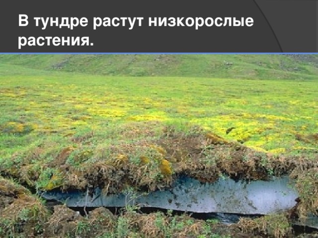 В тундре растут низкорослые растения. 
