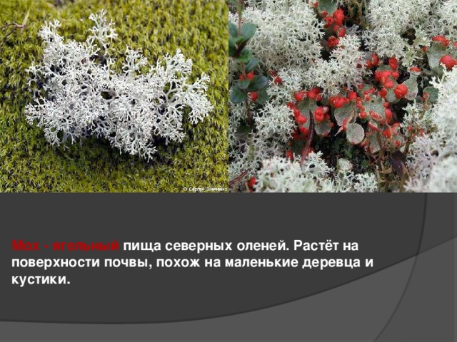  Мох - ягельный пища северных оленей. Растёт на поверхности почвы, похож на маленькие деревца и кустики. 