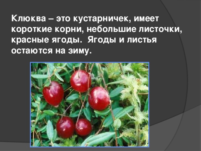 Клюква – это кустарничек, имеет короткие корни, небольшие листочки, красные ягоды. Ягоды и листья остаются на зиму. 