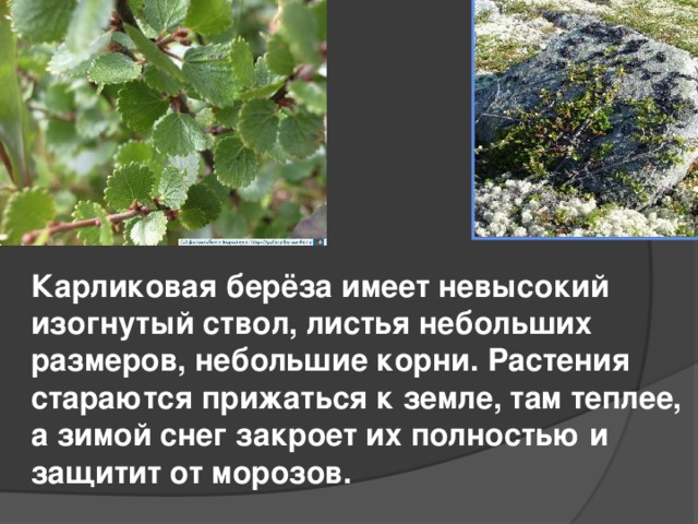 Карликовая берёза имеет невысокий изогнутый ствол, листья небольших размеров, небольшие корни. Растения стараются прижаться к земле, там теплее, а зимой снег закроет их полностью и защитит от морозов. 