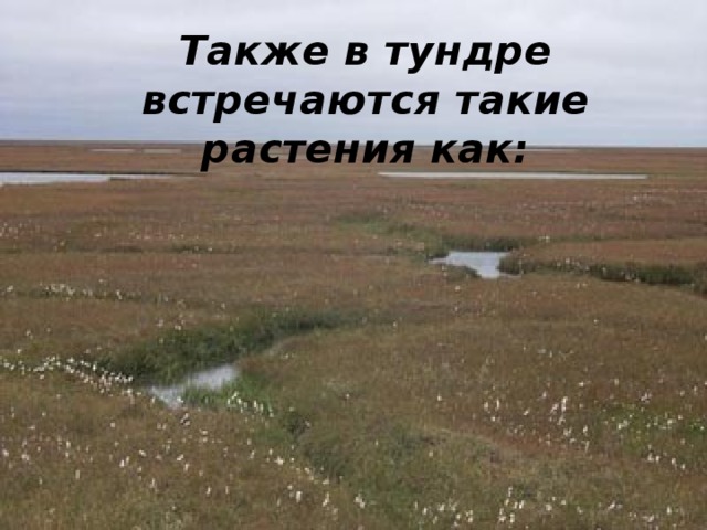 Также в тундре встречаются такие растения как: 