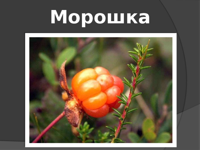 Морошка 