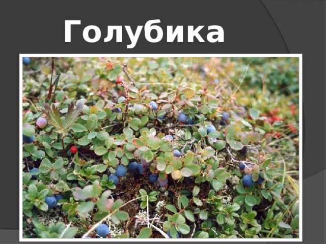 Голубика  