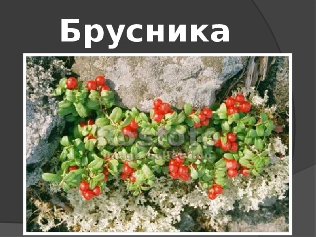 Брусника 