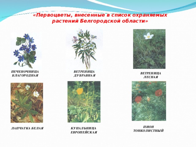 Красная книга белгородской области растения и животные презентация